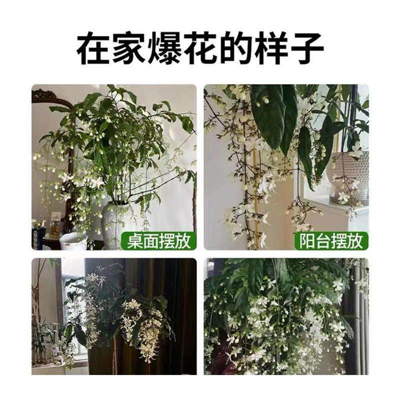 垂丝茉莉风车茉莉花盆栽进口垂吊带花苞大苗四季开花室内绿植好养,淘宝优惠券,粉丝福利购,淘宝优惠卷