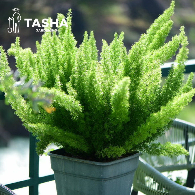 狐尾天门冬室内观赏绿植好养易活室内阳台绿植盆栽,淘宝优惠券,粉丝福利购,淘宝优惠卷