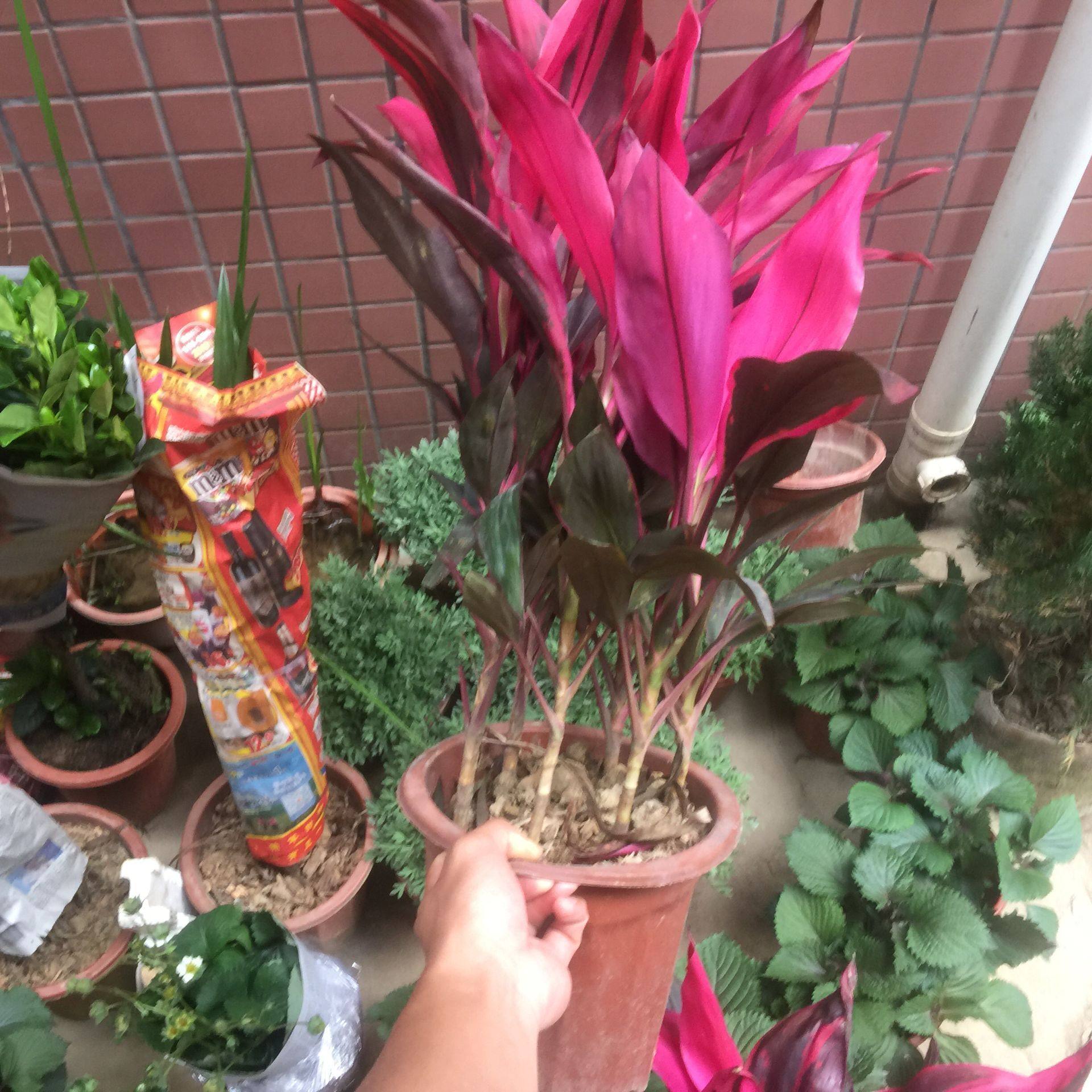 朱蕉红叶植物盆栽富贵竹红铁紫竹庭院绿植可水培吸甲醇净化空气 花心思园艺 淘优券