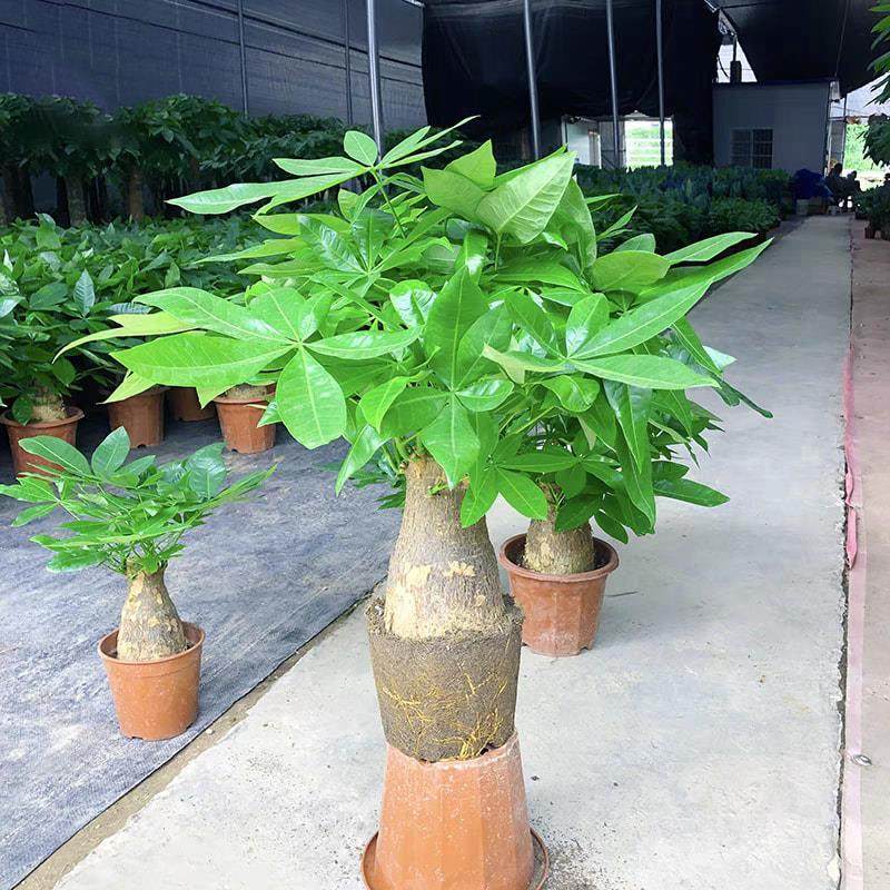 老桩发财树客厅盆栽室内大型粗杆招财树办公室绿植好养活四季常青,淘宝优惠券,粉丝福利购,淘宝优惠卷