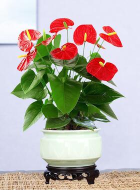 红掌白掌室内花卉绿植盆栽水培植物好养四季开花净化空气带花鲜花