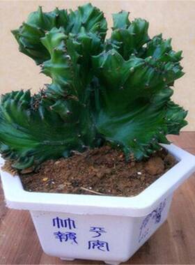 多肉植物玉麒麟盆栽花卉仙人掌麒麟掌室内吸甲醛防辐