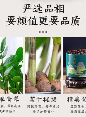 绿植大棵室内圆叶摆件客厅水培树发财树旺宅花卉盆栽金钱植物招财