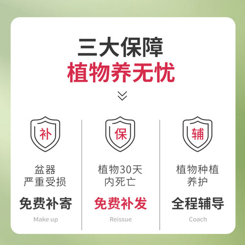 文昌竹4支富贵竹带根金榜题名室内盆栽高考书桌绿植净化空气好养 - 图3