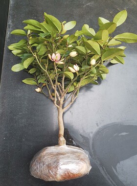 含笑花盆栽树苗带花苞室内阳台浓香型香蕉花庭院四季花卉耐寒植物