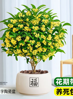 桂花树苗四季桂盆栽可食用开花不断室内阳台庭院浓香型花卉植物