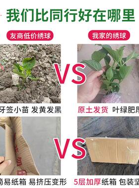 绣球花苗盆栽带花四季开花室内植物花卉阳台好养活无尽夏老桩绿植