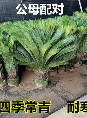 铁树盆景 铁树小苗  客厅盆栽 四季常青植物 盆栽铁树室内外盆栽