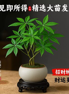 发财树小盆栽招财桌面盆景办公室大绿植室内客厅中式禅意四季植物