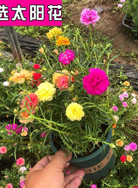 太阳花花苗好养易活 重瓣老桩大花 盆栽室内阳台花卉绿植 带花苞