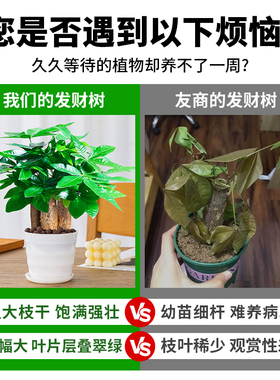 发财树小盆栽花卉金钱树办公室内吸甲醛绿萝富贵竹水培绿植物好养