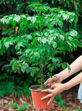 幸福树盆栽植物四季常青办公室内好养盆景净化空气吸甲醛桌面绿植