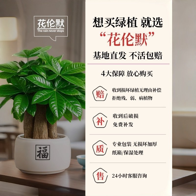 发财树盆栽招财旺宅桌面盆景办公室绿植室内客厅中式禅意四季植物,淘宝优惠券,粉丝福利购,淘宝优惠卷