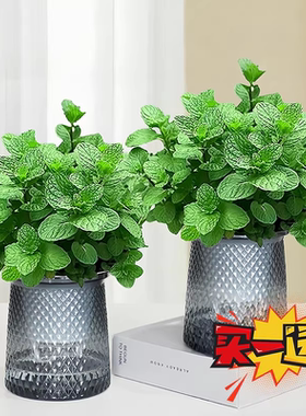 薄荷盆栽可食用水培室内驱蚊植物薄荷叶四季好养柠檬留兰香迷迭香