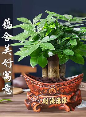 发财树盆栽室内植物招财旺宅客厅办公室桌面绿植四季好养开业送礼
