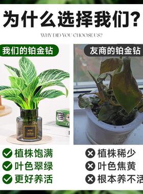 铂金钻水培植物室内好养大叶金钻绿公主盆栽带花苞蔓绿绒花卉绿植