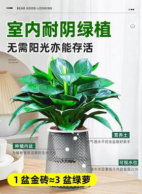 大叶金钻绿公主盆栽带花苞绿萝箩水培植物室内花卉桌面绿植吸甲醛