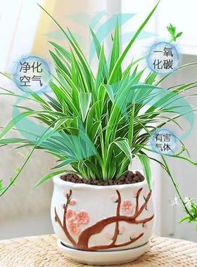 金边吊兰盆栽花卉植物室内花阳台净化空气去甲醛绿植水养水培垂吊