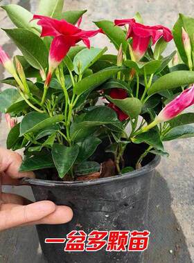 飘香藤双喜藤爬藤植物盆栽室内庭院阳台花卉双喜藤苗开花好看绿植