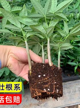原财树种子种苗室内盆栽植物五福单杆水培土培绿植奇趣招财树