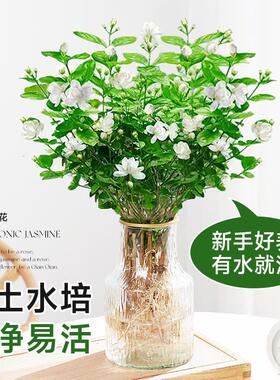 茉莉花水培植物盆栽带花苞办公室内桌面好养懒人鲜花绿植水养花卉