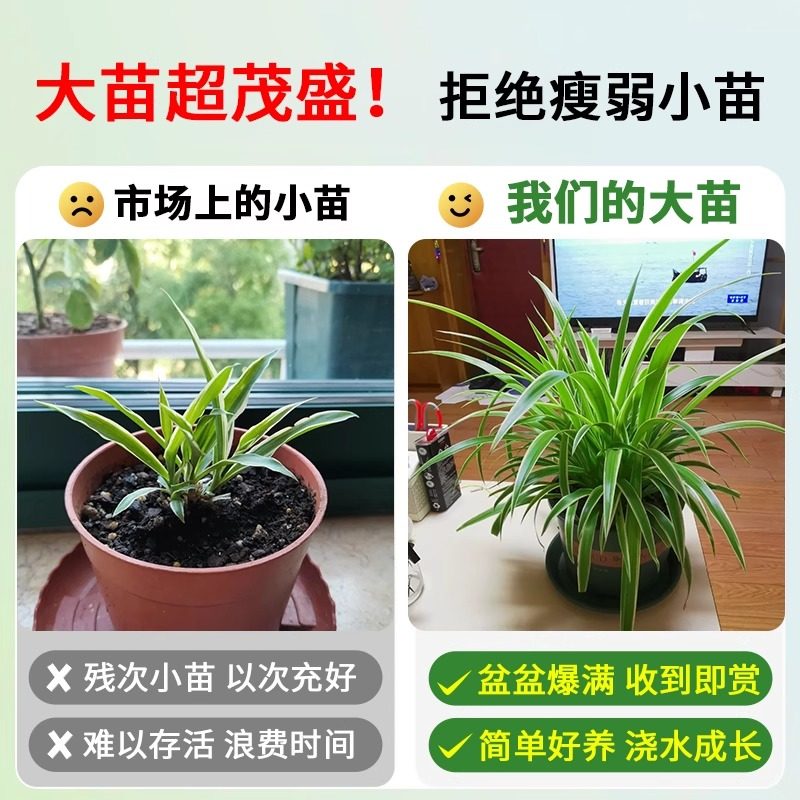 金边吊兰垂吊植物四季好养活绿植室内盆栽客厅阳台吊篮好养花卉,淘宝优惠券,粉丝福利购,淘宝优惠卷