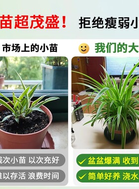 金边吊兰垂吊植物四季好养活绿植室内盆栽客厅阳台吊篮好养花卉
