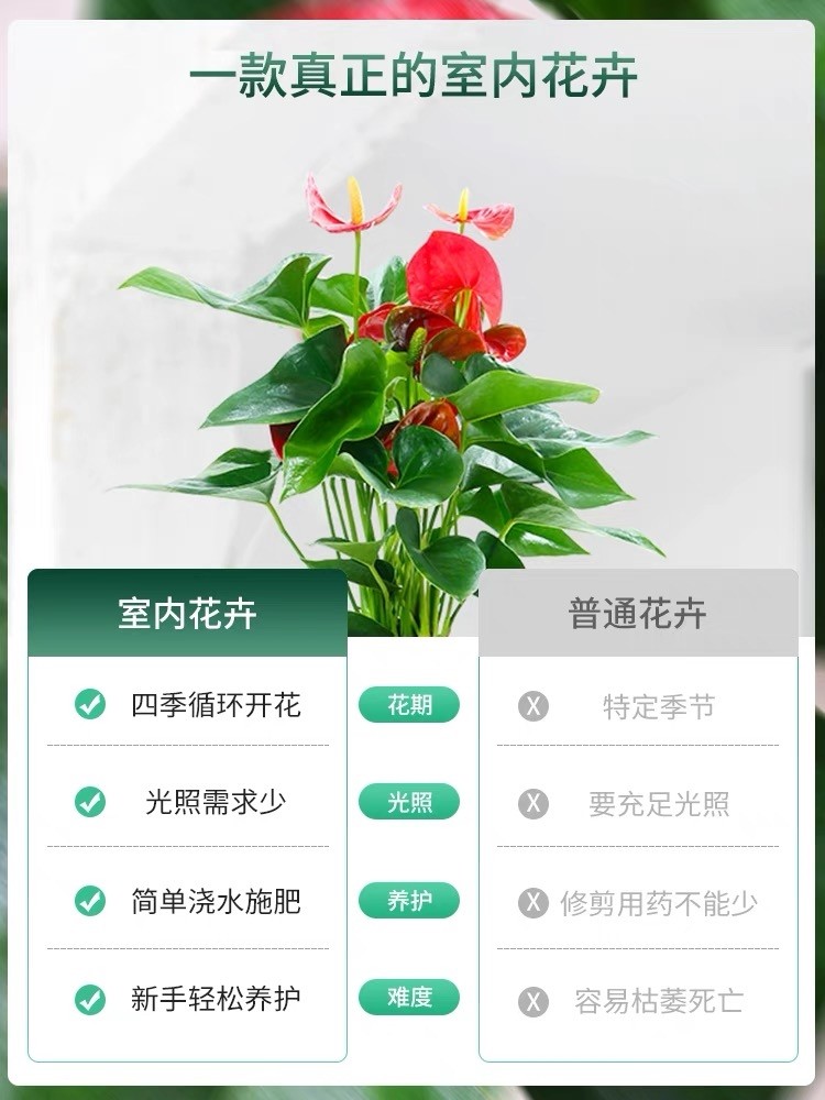 水培红掌白掌盆栽一帆风顺花卉植物室内好养绿植鸿运当头四季开花 - 图3