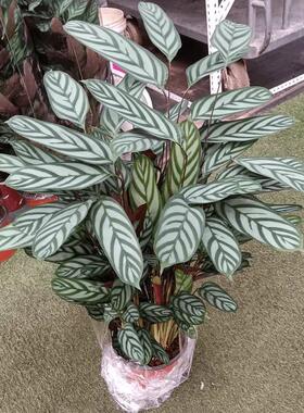 新飞羽竹芋绿植室内盆栽植物客厅桌面四季好养青苹果孔雀竹芋花卉