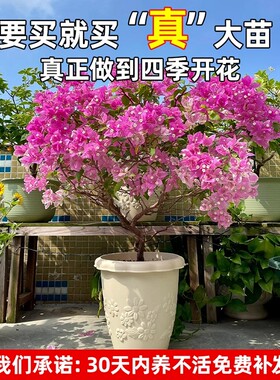 三角梅重瓣盆栽带花苞老桩特大号四季花卉精品梅花树苗爬藤年宵花