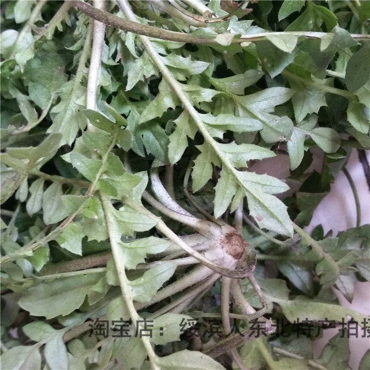 东北纯野生荠荠菜新鲜带根荠菜野菜4件包邮现挖齐菜水荠菜山野菜 - 图2