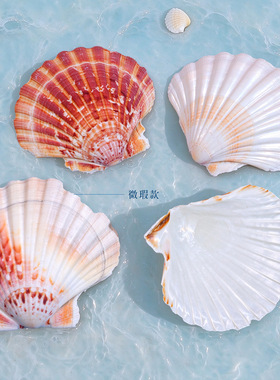 天然白色贝壳DIY手工画画