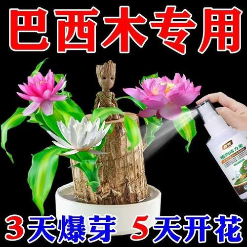 【巴西木爆芽开花】促生根专用营养液幸运木有机肥促芽护根专用肥 - 图1