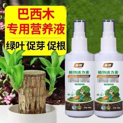【巴西木爆芽开花】促生根专用营养液幸运木有机肥促芽护根专用肥 - 图3