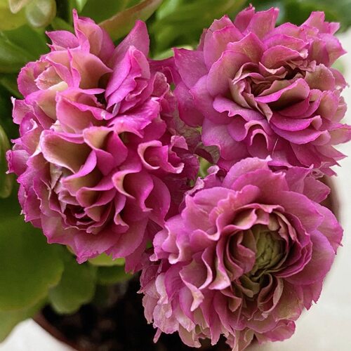 【两盆长寿花】花后苗 四季开花 不售后 - 图3