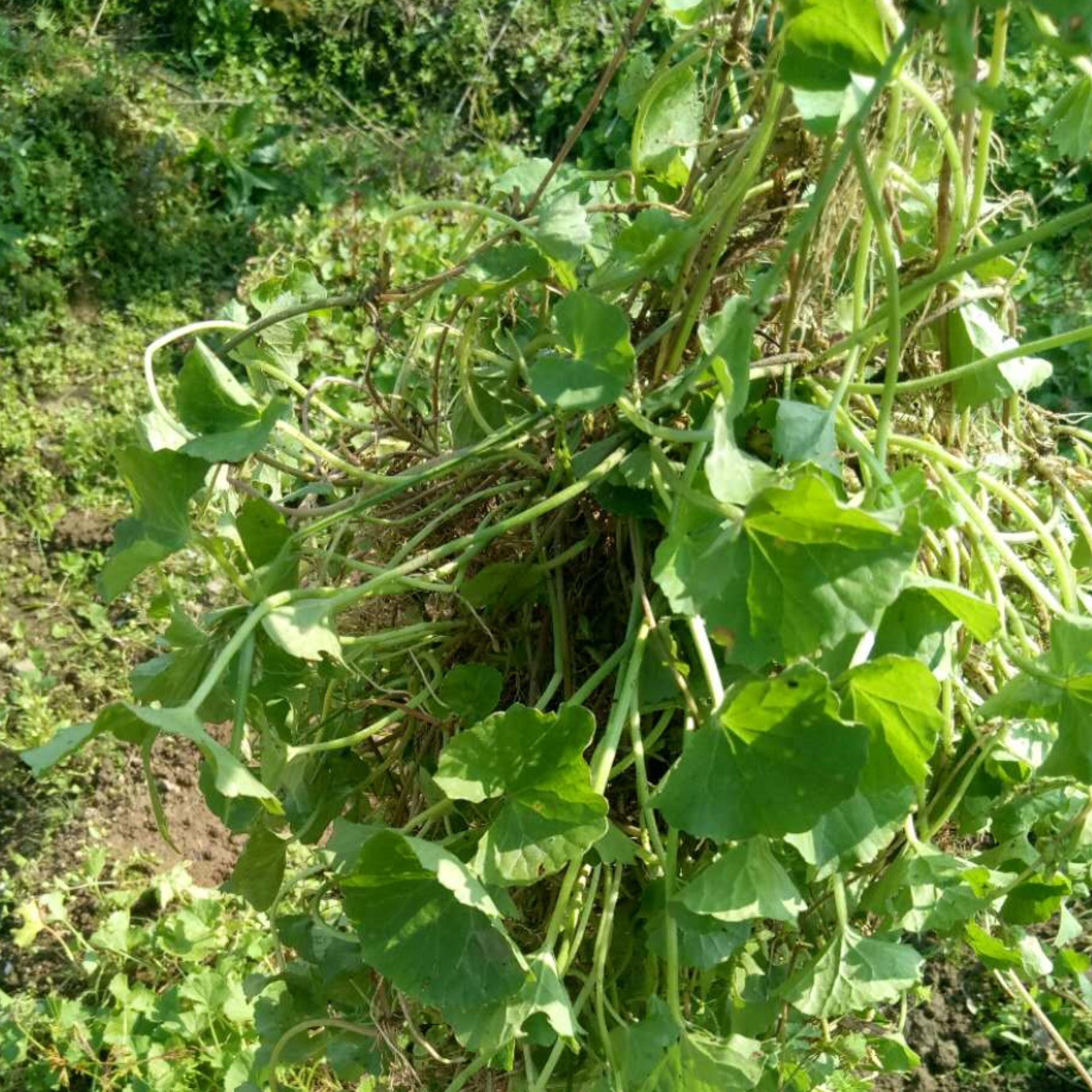 雷公根农家自挖新鲜积雪草纯露原材庭院崩大碗马蹄草灯盏菜胡薄荷 - 图0