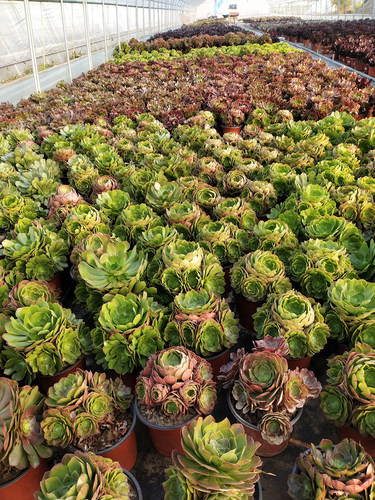 多肉法师水墨画拉丝锦万圣节嘉年华黑法植物欧紫缀化室内桌面花卉 - 图3
