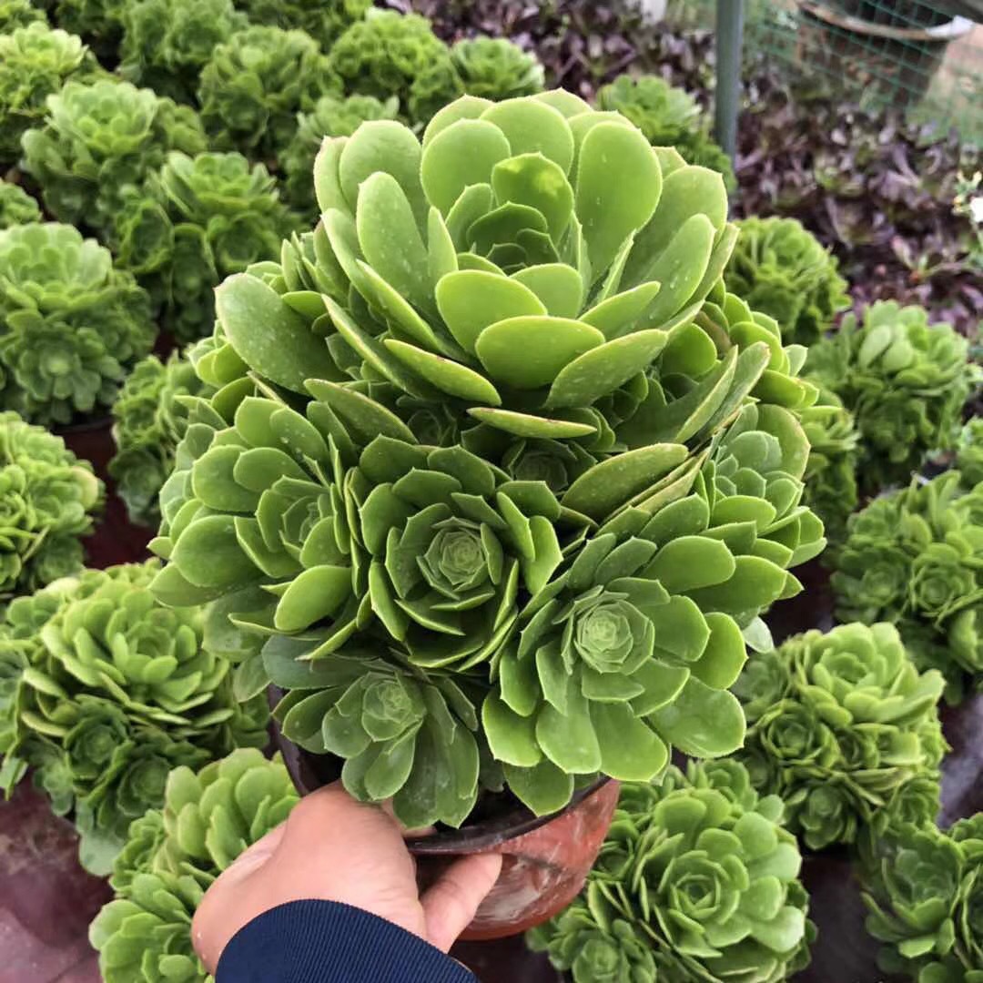 粉女巫美杜莎绿羊绒万圣节赤霞飞室内花卉多肉植物颗大颗法师 - 图2