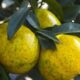 Authentic Chazhigan fresh fruit from Chakeng producing area in Xinhui, Guangdong