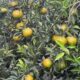 Authentic Chazhigan fresh fruit from Chakeng producing area in Xinhui, Guangdong