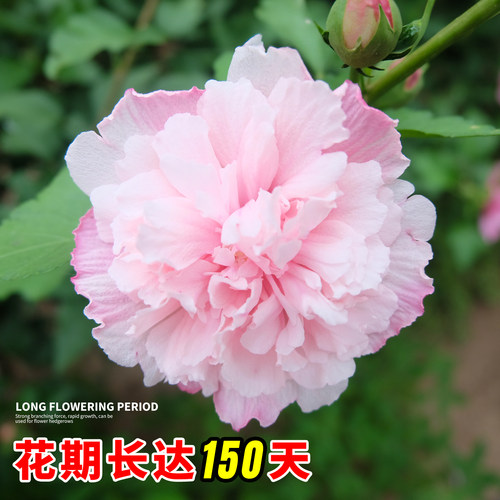 木槿花盆栽重瓣大花阳台庭院花树当年开花花苗食用木槿树苗 - 图0