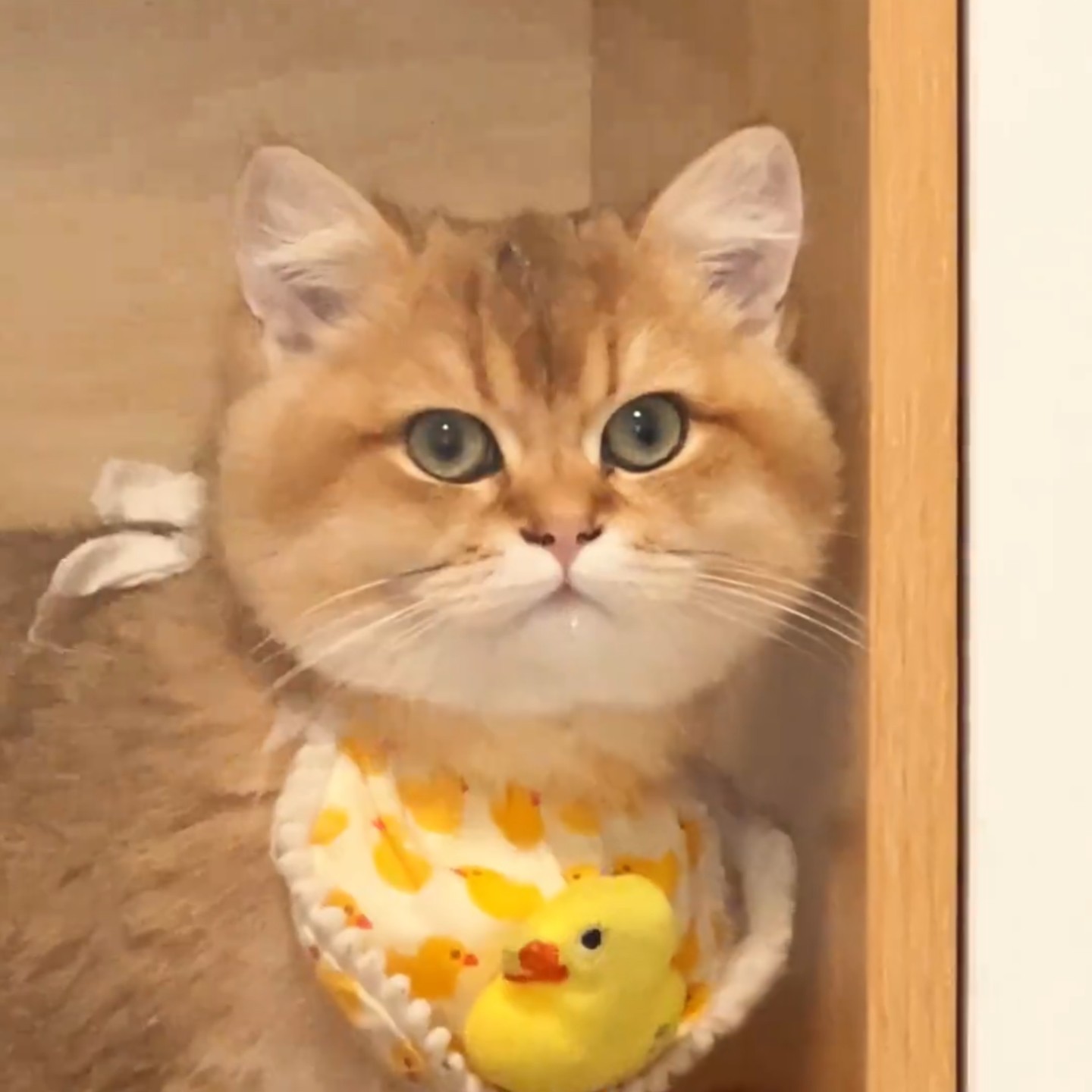 宠物口水巾猫咪围兜狗狗蕾丝围脖手工装饰品布艺项圈可爱拍照布偶,淘宝优惠券,粉丝福利购,淘宝优惠卷