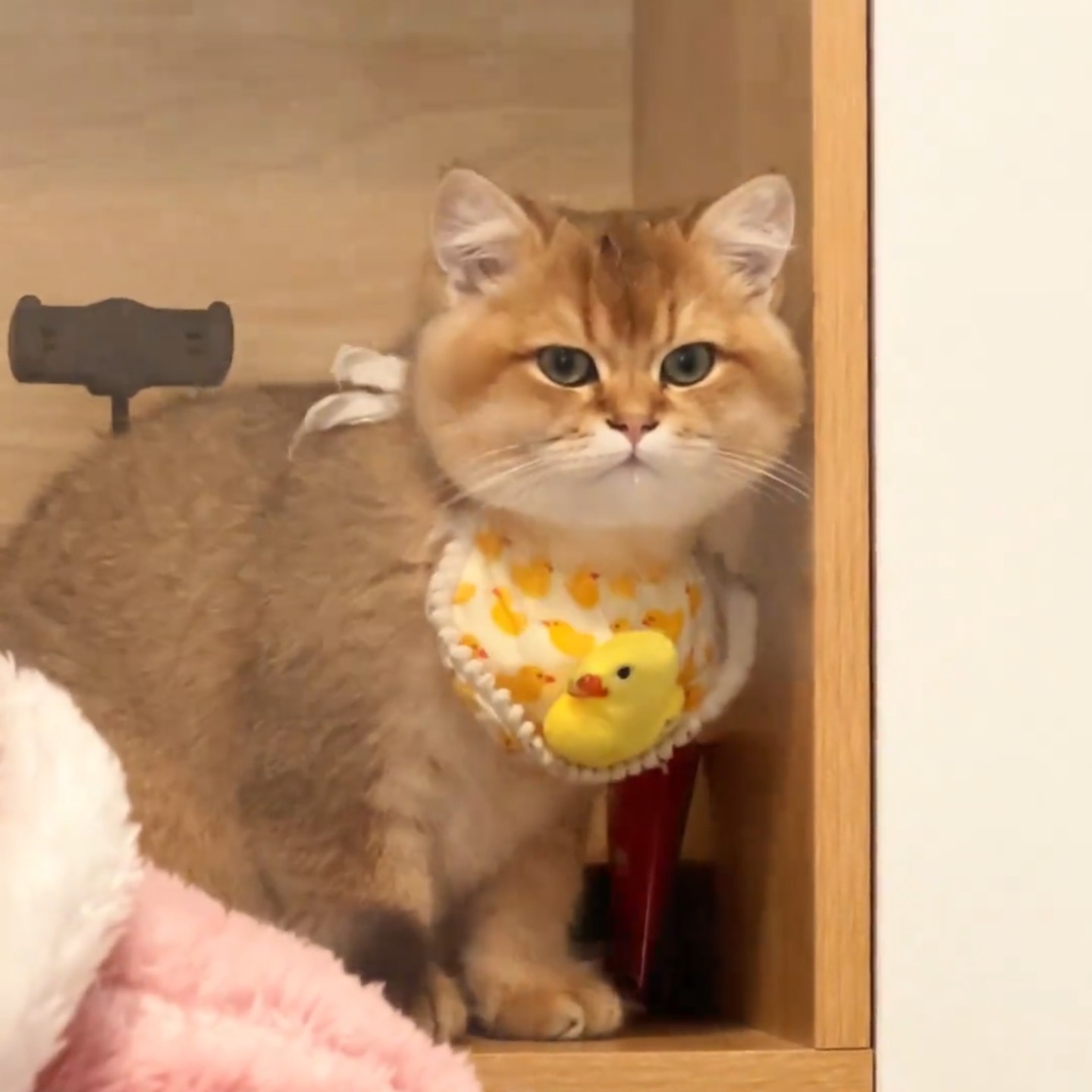 宠物口水巾猫咪围兜狗狗蕾丝围脖手工装饰品布艺项圈可爱拍照布偶,淘宝优惠券,粉丝福利购,淘宝优惠卷