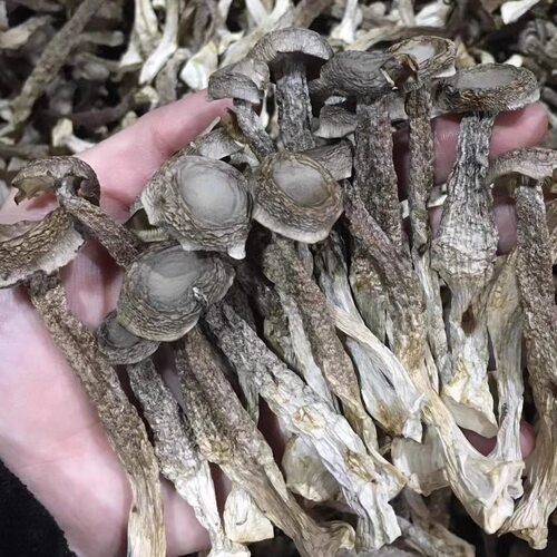 鹿茸菇干货500g特级鹿茸菌云南食用菌香菇脆脆菇煲汤食材产地直销 - 图0