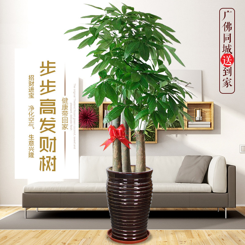大型三杆步步高发财树盆栽办公室绿植公司开业乔迁送礼植物室内,淘宝优惠券,粉丝福利购,淘宝优惠卷