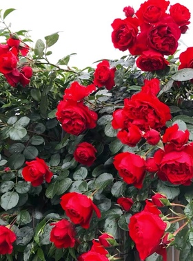 包邮藤月季花盆栽佛罗伦萨阳台