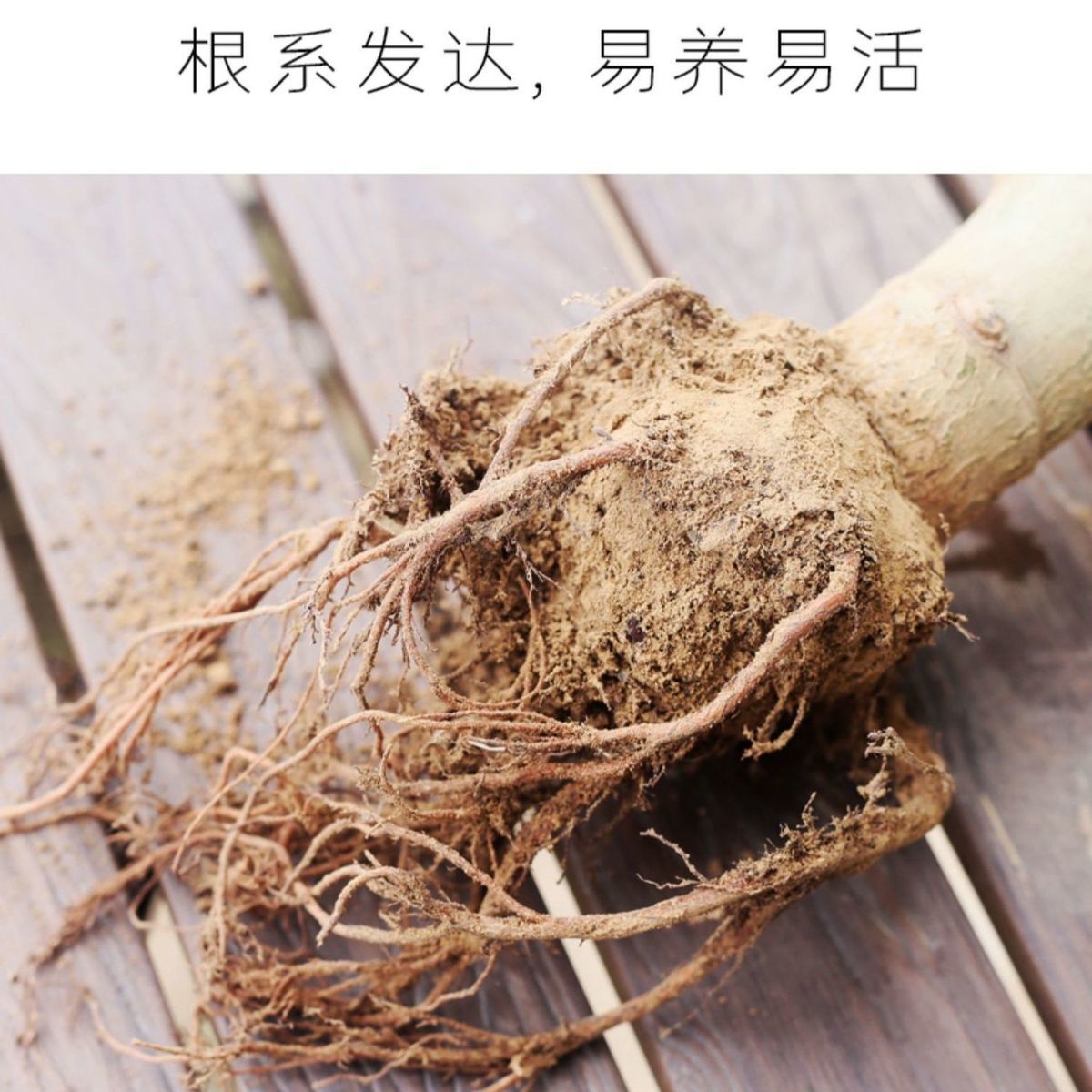 玉树盆栽大叶老桩带加仑盆新手好养多肉植物室内四季吸财树开花-图1