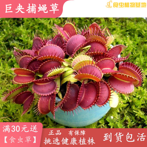 巨夹捕蝇草【食虫植物绿植包邮盆栽趣味咬住吃蚊虫猪笼草食人花】 - 图0