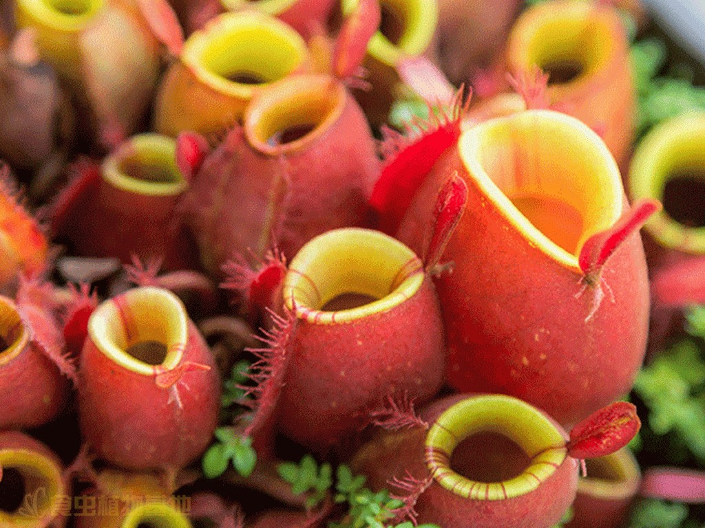 食虫植物红绿苹果猪笼草【食虫草包邮盆栽稀有品种进口种苗小苗】 - 图3