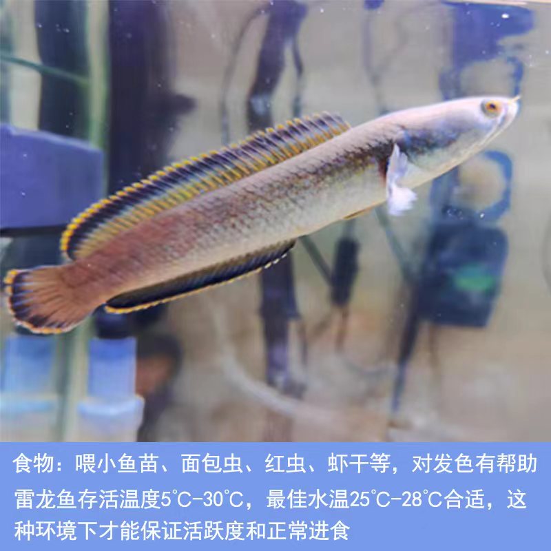 雷龙鱼彩虹雷龙南鳢七星鱼冷水淡水观赏鱼活体易活好养稳定对鱼-图2